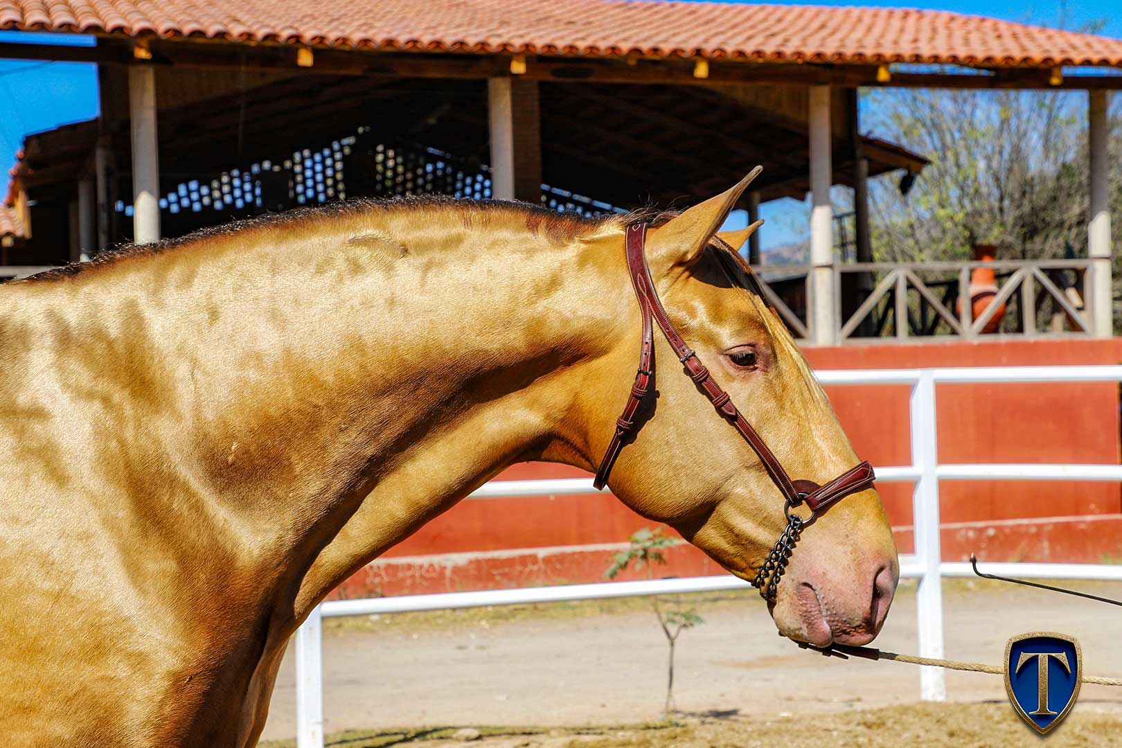 ADRIANO