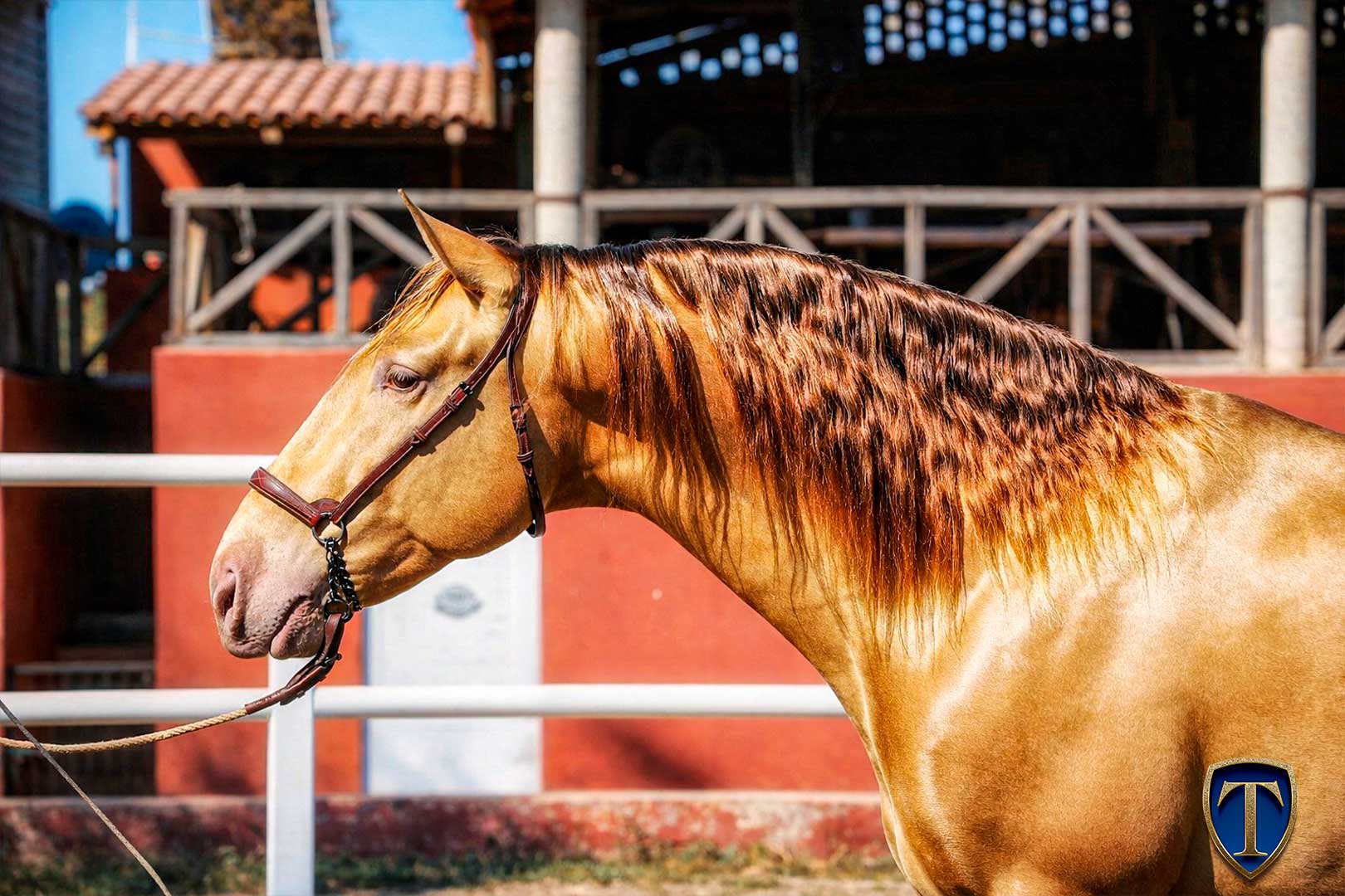 ADRIANO