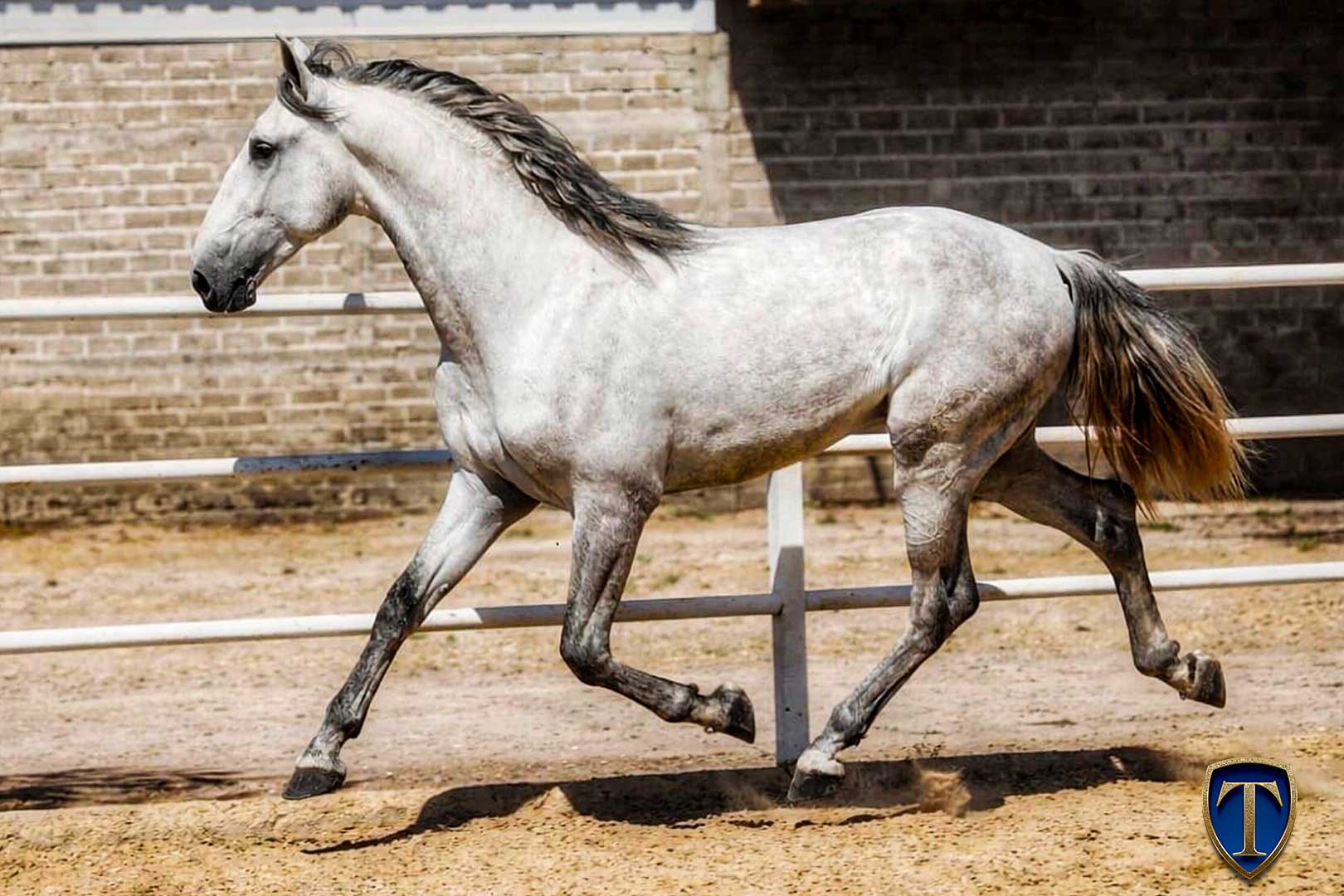 CIGANO