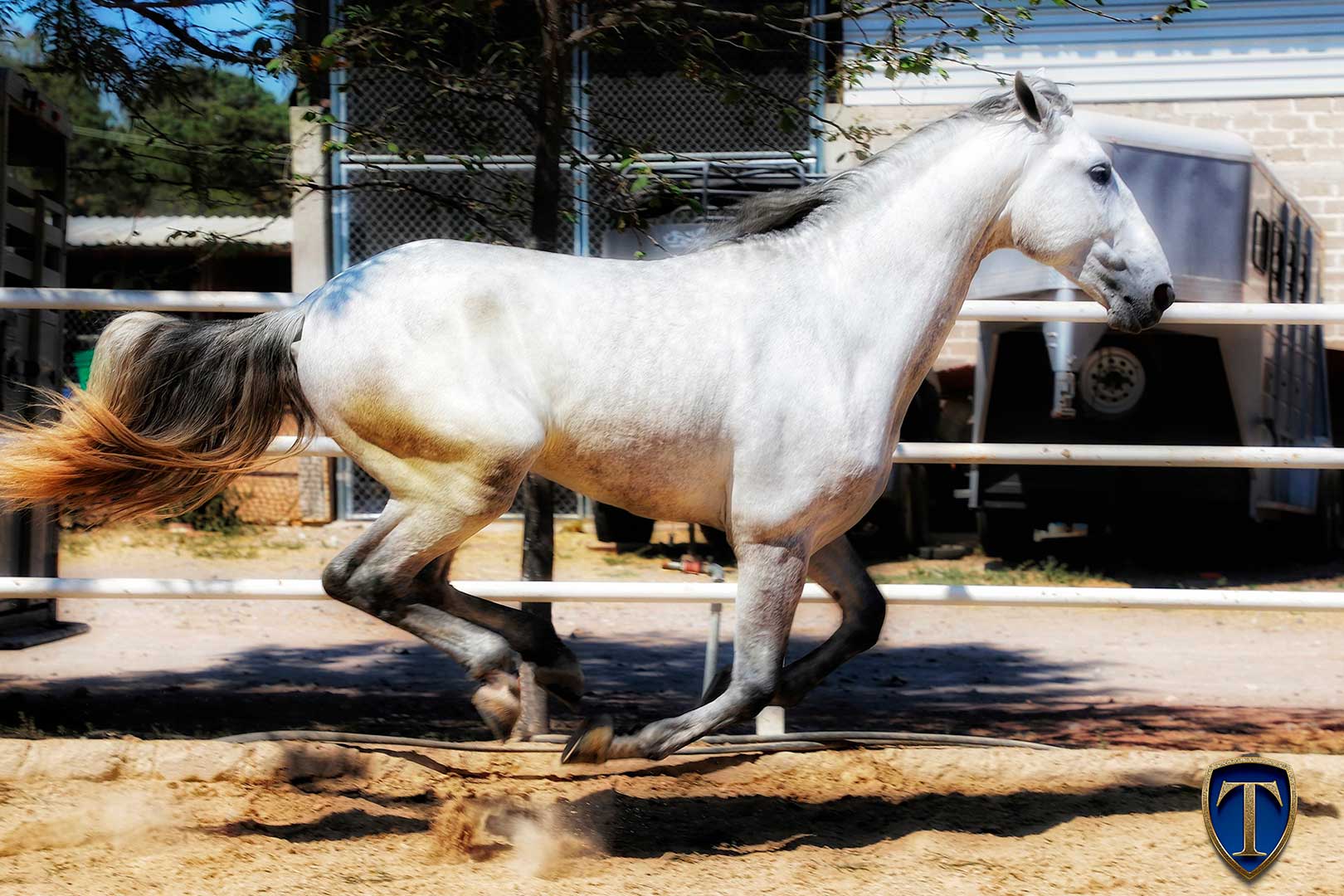 CIGANO