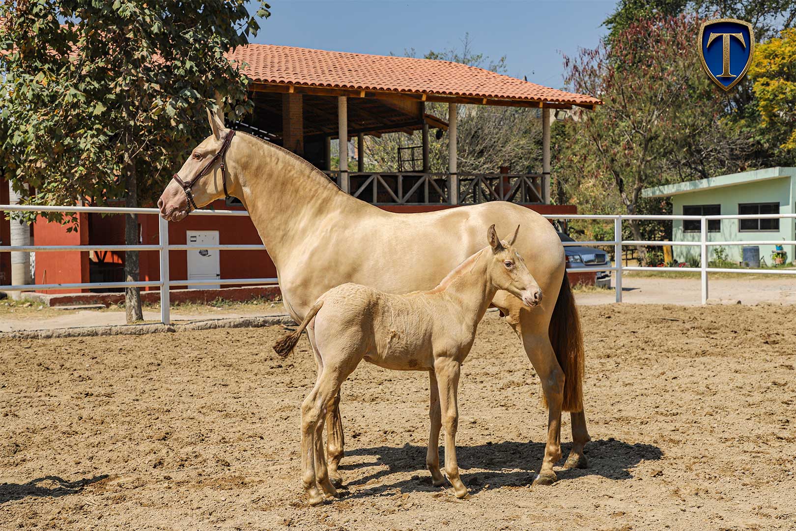 Farruca