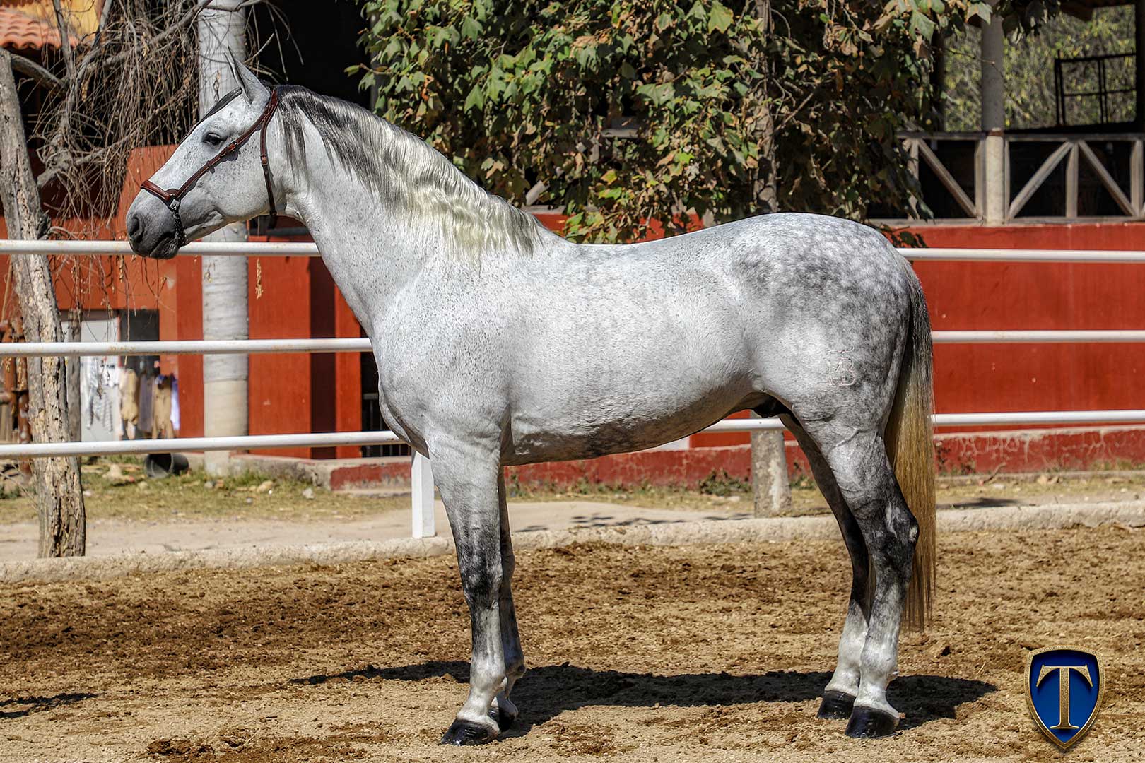 HECHICERO MTB