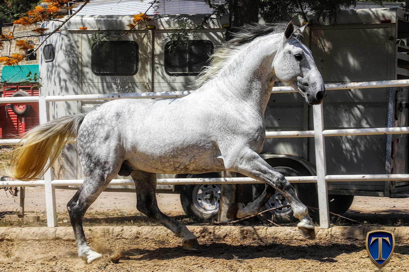 HECHICERO MTB