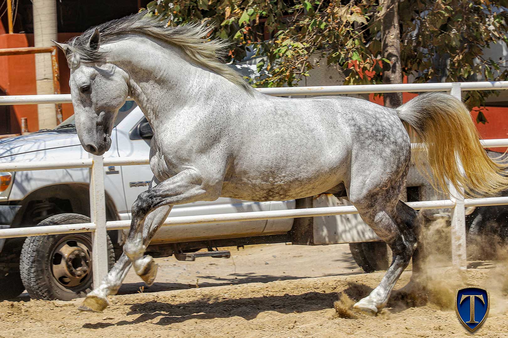 HECHICERO MTB