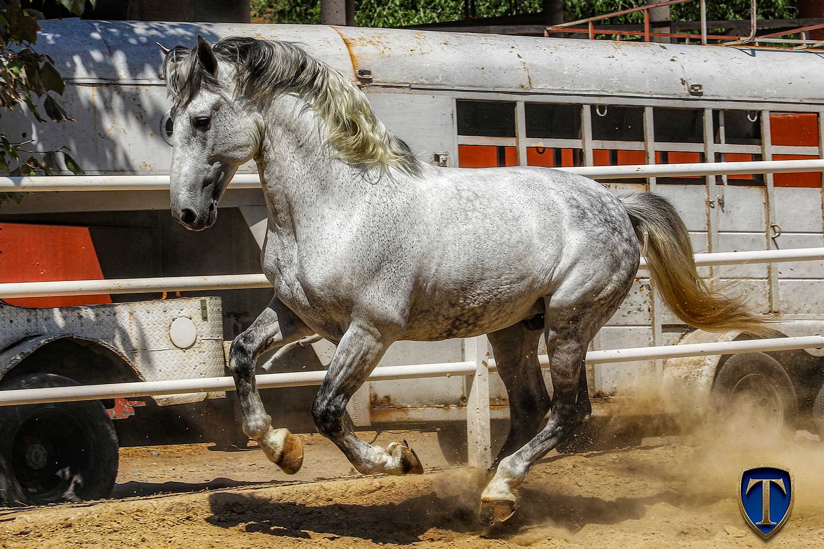 HECHICERO MTB